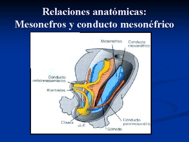 Relaciones anatómicas: Mesonefros y conducto mesonéfrico 