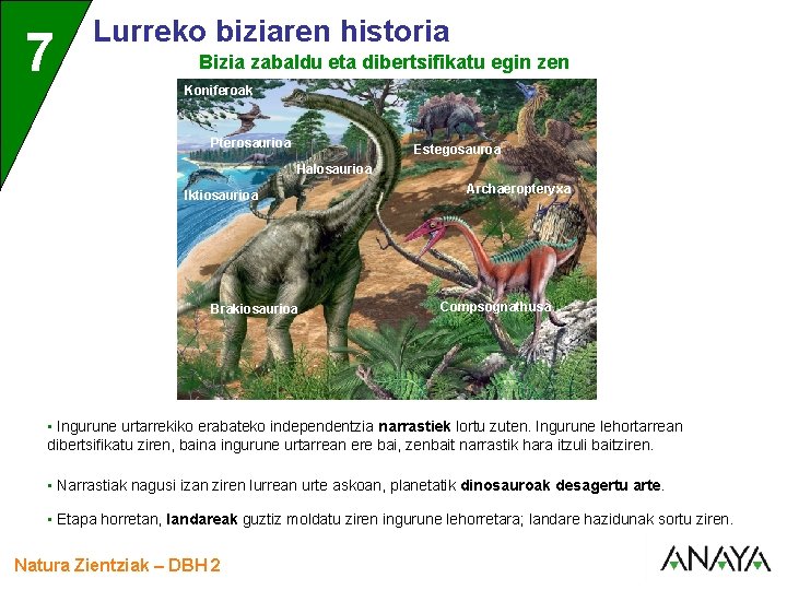 UNIDAD 7 3 Lurreko biziaren historia Bizia zabaldu eta dibertsifikatu egin zen Koniferoak Pterosaurioa