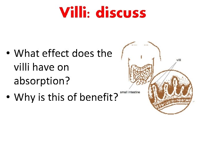 Villi: discuss • What effect does the villi have on absorption? • Why is