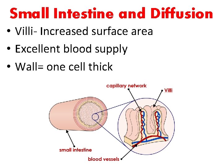 Small Intestine and Diffusion • Villi- Increased surface area • Excellent blood supply •