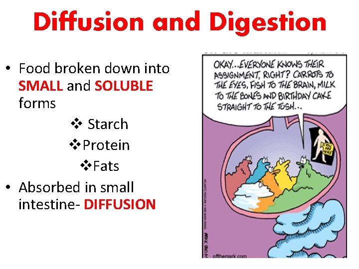 Diffusion and Digestion • Food broken down into SMALL and SOLUBLE forms v Starch