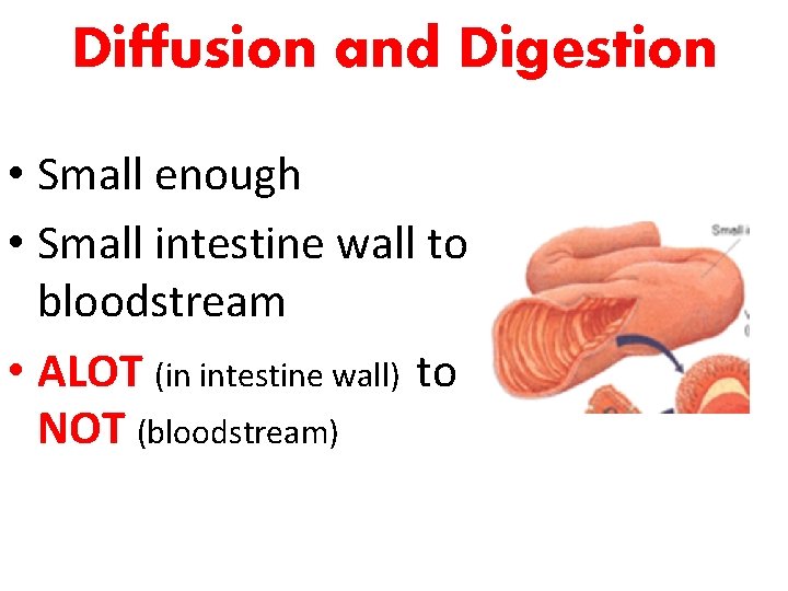 Diffusion and Digestion • Small enough • Small intestine wall to bloodstream • ALOT