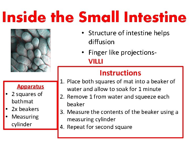 Inside the Small Intestine • Structure of intestine helps diffusion • Finger like projections.