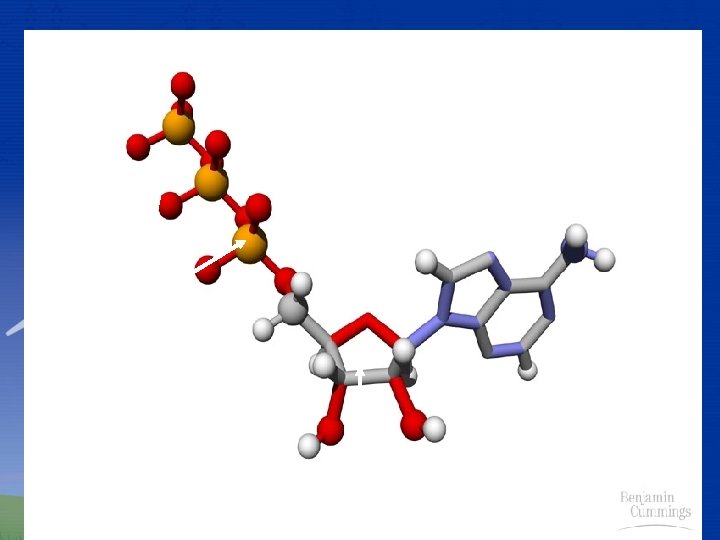 Adenine Phosphates Ribose 