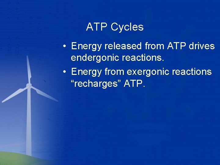 ATP Cycles • Energy released from ATP drives endergonic reactions. • Energy from exergonic