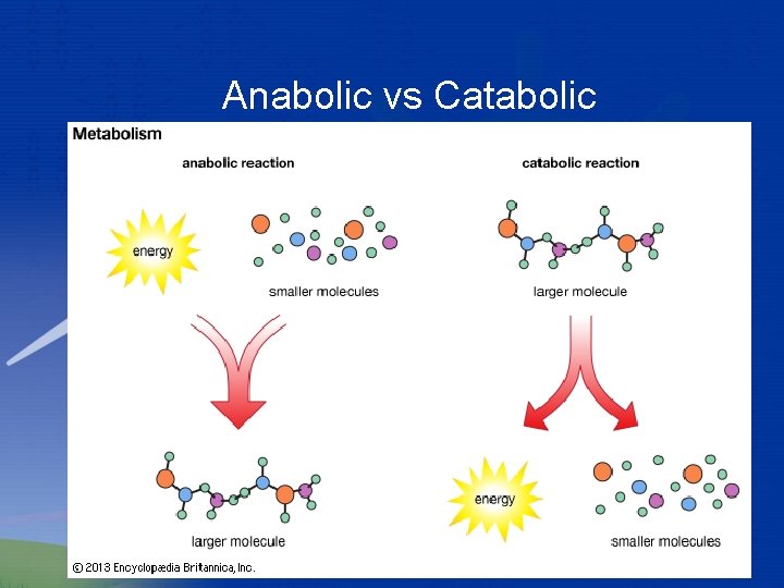 Anabolic vs Catabolic 