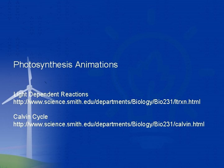 Photosynthesis Animations Light Dependent Reactions http: //www. science. smith. edu/departments/Biology/Bio 231/ltrxn. html Calvin Cycle