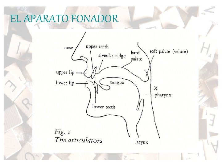 EL APARATO FONADOR 