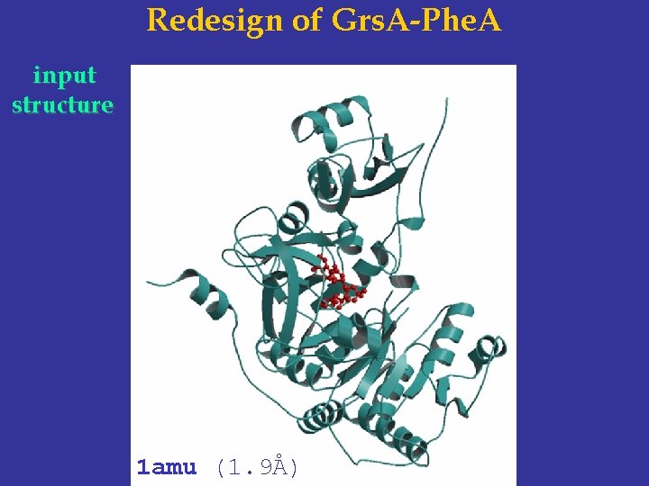 Redesign of Grs. A-Phe. A input structure 1 amu (1. 9Å) 