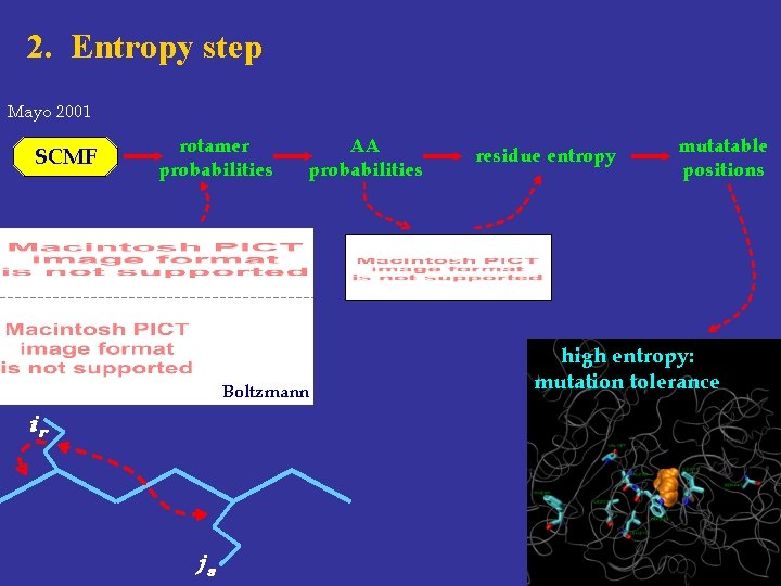 2. Entropy step Mayo 2001 SCMF rotamer probabilities AA probabilities Boltzmann ir js residue