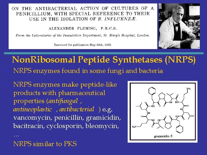 Non. Ribosomal Peptide Synthetases (NRPS) • NRPS enzymes found in some fungi and bacteria