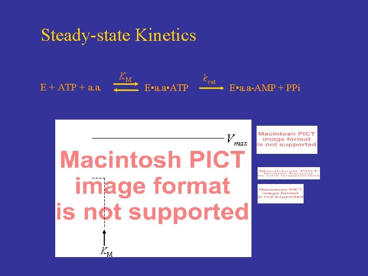 Steady-state Kinetics E + ATP + a. a. KM E • a. a •