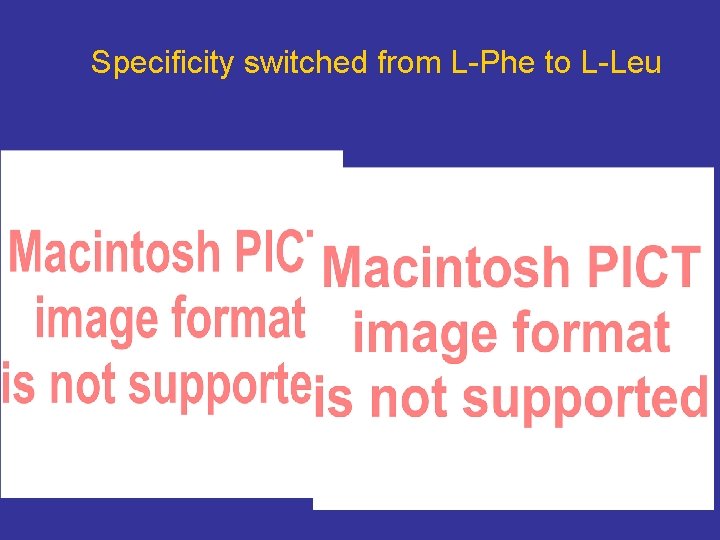 Specificity switched from L-Phe to L-Leu 