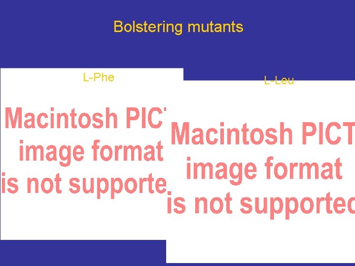 Bolstering mutants L-Phe L-Leu 