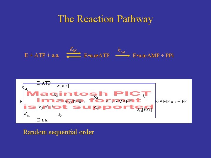 The Reaction Pathway KM E + ATP + a. a. Katp E·ATP E •