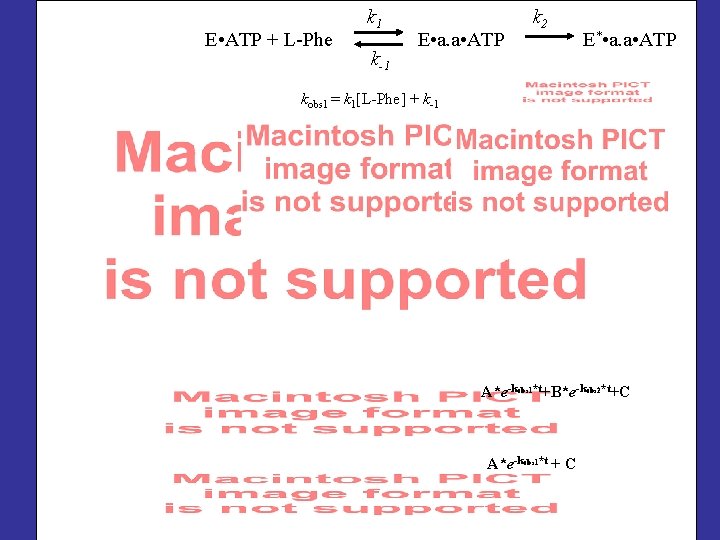 E • ATP + L-Phe k 1 k-1 E • a. a • ATP