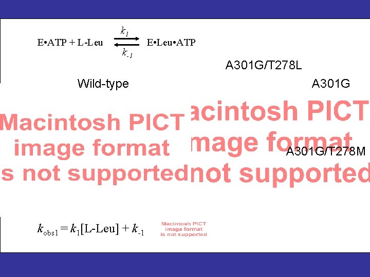 E • ATP + L-Leu k 1 k-1 Wild-type E • Leu • ATP