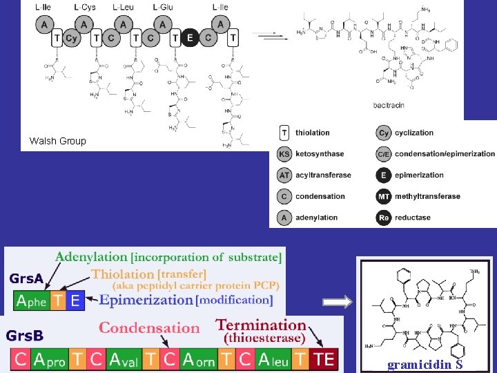 Walsh Group gramicidin S 