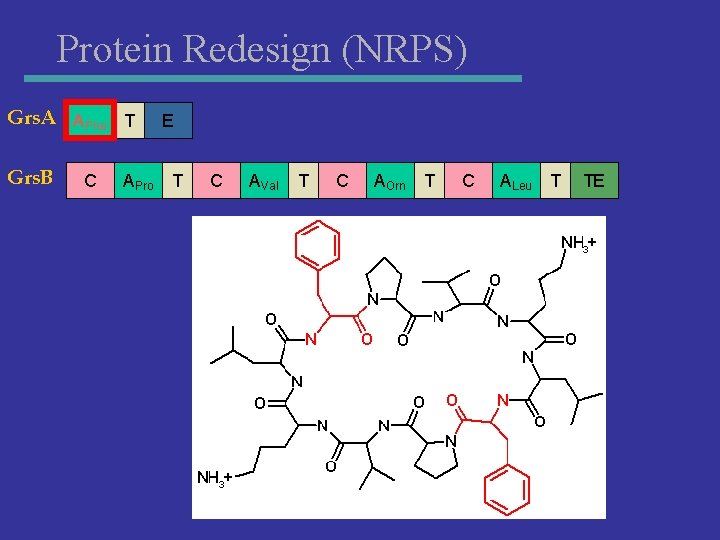 Protein Redesign (NRPS) Grs. A APhe T Grs. B C APro E T C