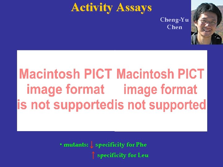 Activity Assays Cheng-Yu Chen • mutants: ↓ specificity for Phe ↑ specificity for Leu