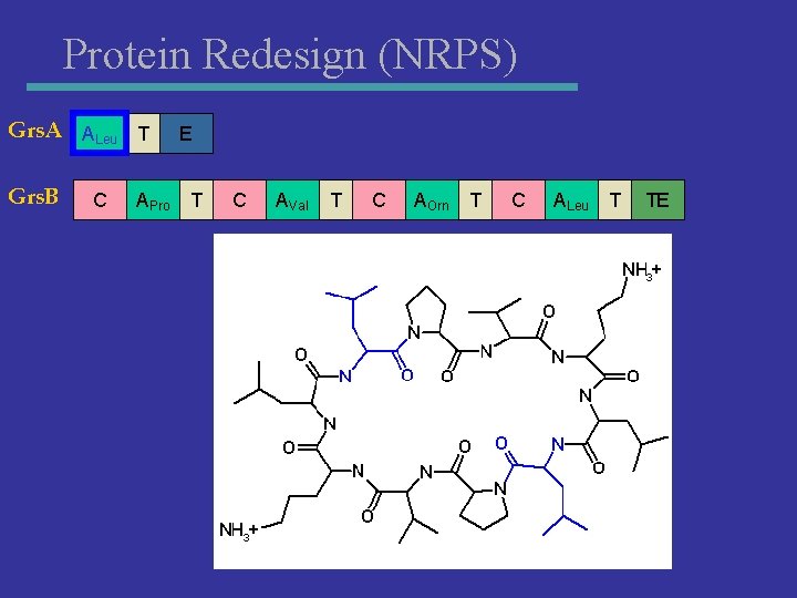 Protein Redesign (NRPS) Grs. A ALeu T Grs. B C APro E T C