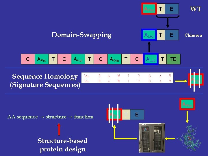 Domain-Swapping C APro T C AVal T C AOrn T C Sequence Homology (Signature