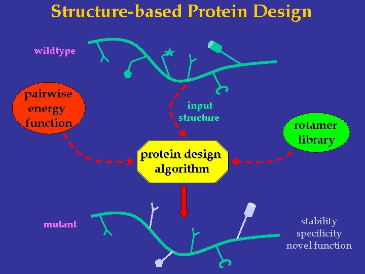 Structure-based Protein Design wildtype pairwise energy function input structure protein design algorithm mutant rotamer