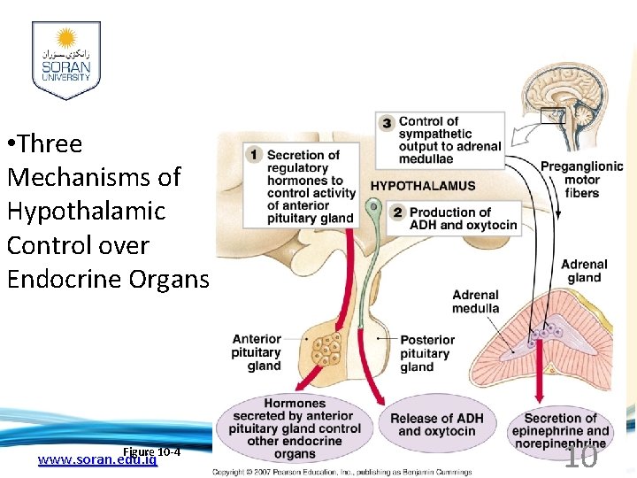  • Three Mechanisms of Hypothalamic Control over Endocrine Organs Figure 10 -4 www.