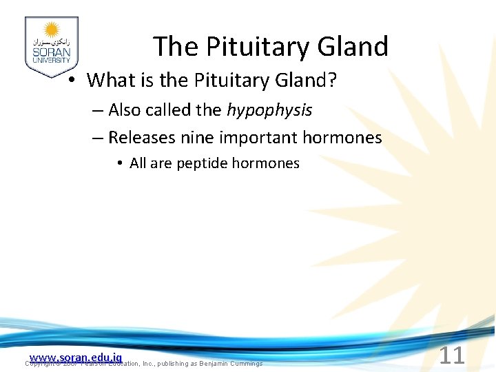 The Pituitary Gland • What is the Pituitary Gland? – Also called the hypophysis