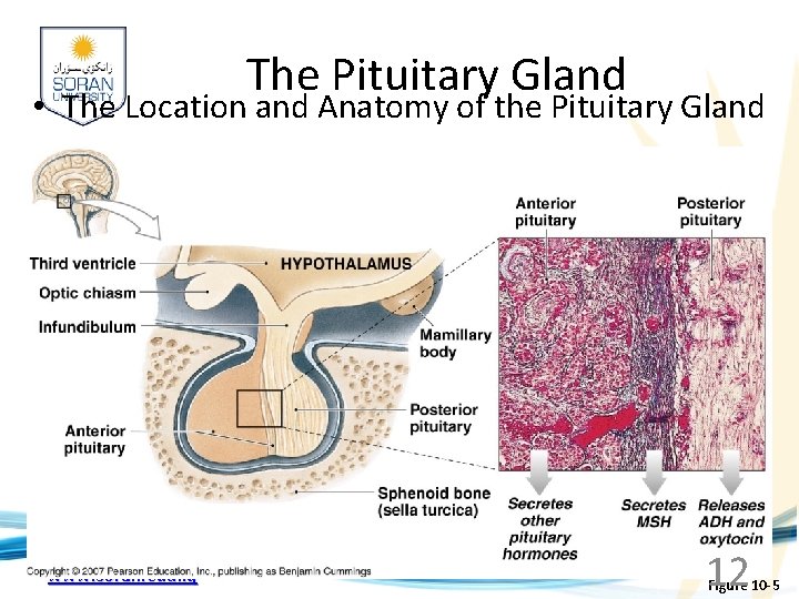 The Pituitary Gland • The Location and Anatomy of the Pituitary Gland www. soran.