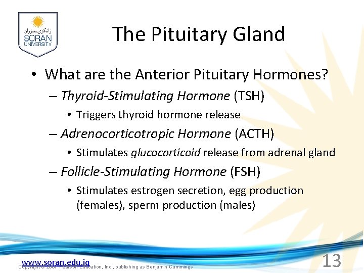 The Pituitary Gland • What are the Anterior Pituitary Hormones? – Thyroid-Stimulating Hormone (TSH)