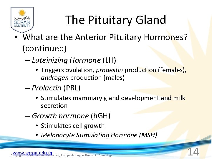 The Pituitary Gland • What are the Anterior Pituitary Hormones? (continued) – Luteinizing Hormone