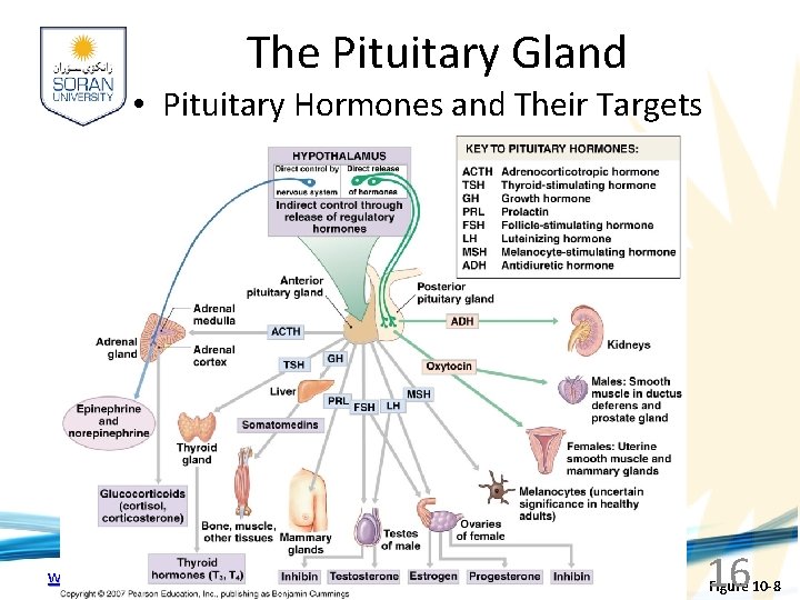 The Pituitary Gland • Pituitary Hormones and Their Targets www. soran. edu. iq 16