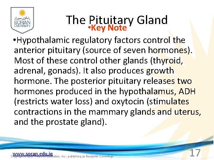 The • Pituitary Gland Key Note • Hypothalamic regulatory factors control the anterior pituitary