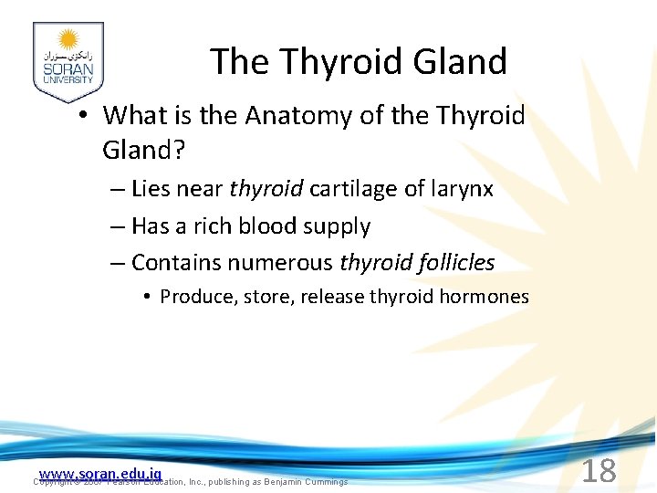 The Thyroid Gland • What is the Anatomy of the Thyroid Gland? – Lies