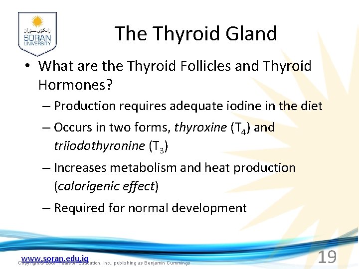 The Thyroid Gland • What are the Thyroid Follicles and Thyroid Hormones? – Production