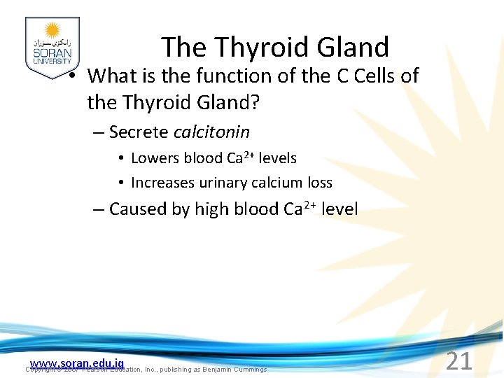 The Thyroid Gland • What is the function of the C Cells of the