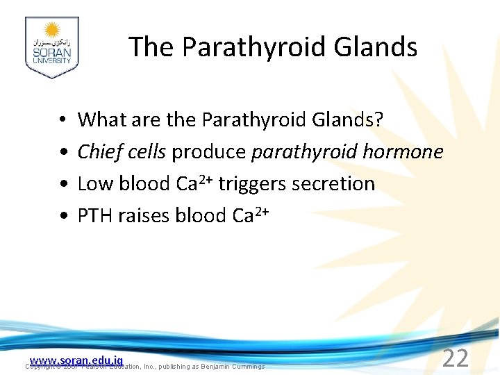 The Parathyroid Glands • • What are the Parathyroid Glands? Chief cells produce parathyroid