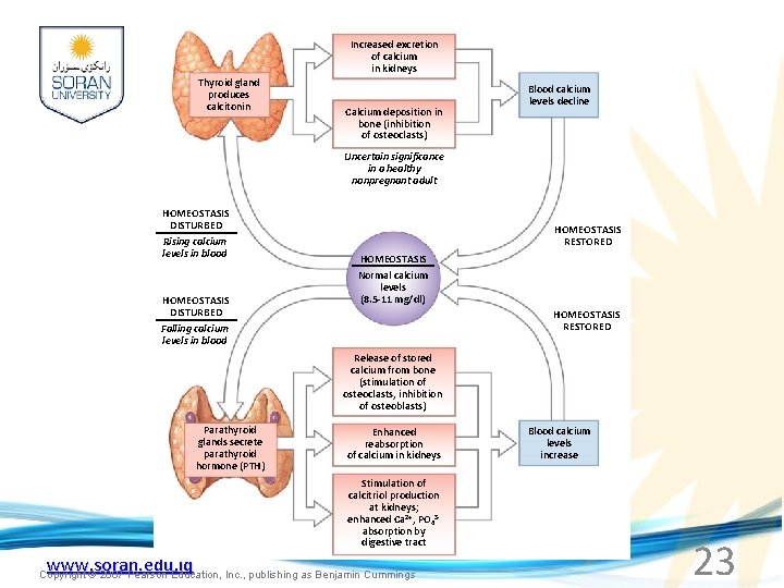 Increased excretion of calcium in kidneys Thyroid gland produces calcitonin Calcium deposition in bone