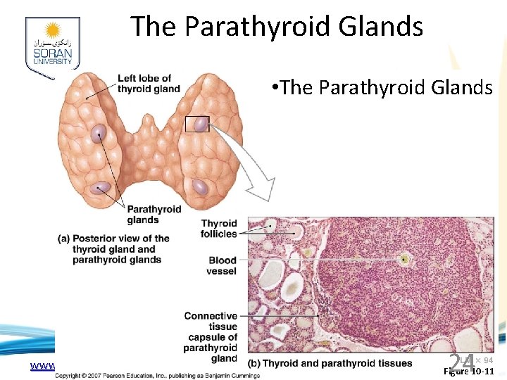 The Parathyroid Glands • The Parathyroid Glands www. soran. edu. iq 24 Figure 10