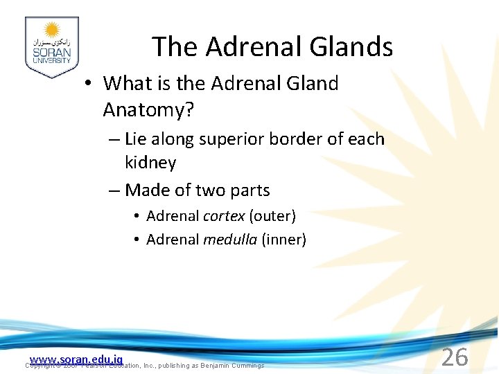 The Adrenal Glands • What is the Adrenal Gland Anatomy? – Lie along superior