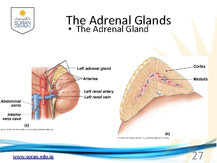 The Adrenal Glands • The Adrenal Gland www. soran. edu. iq 27 