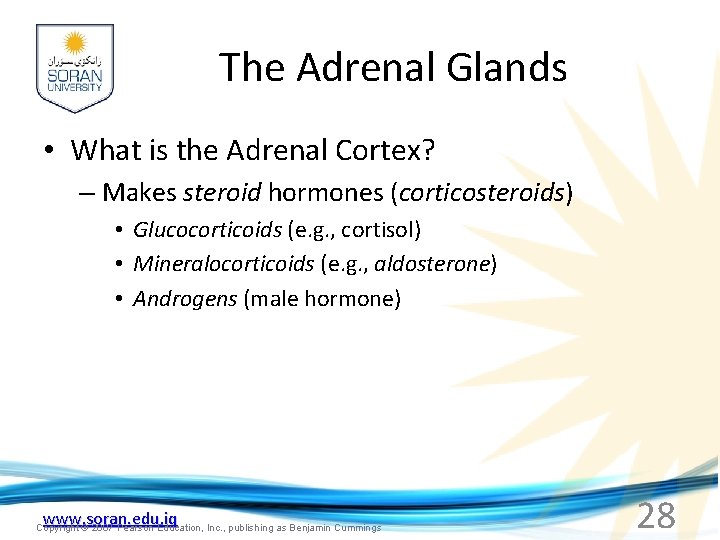 The Adrenal Glands • What is the Adrenal Cortex? – Makes steroid hormones (corticosteroids)