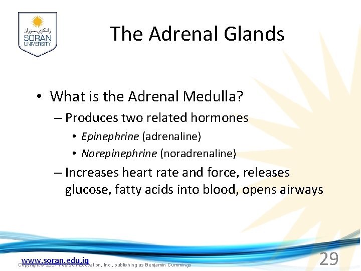 The Adrenal Glands • What is the Adrenal Medulla? – Produces two related hormones