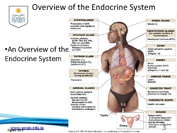 Overview of the Endocrine System • An Overview of the Endocrine System www. soran.