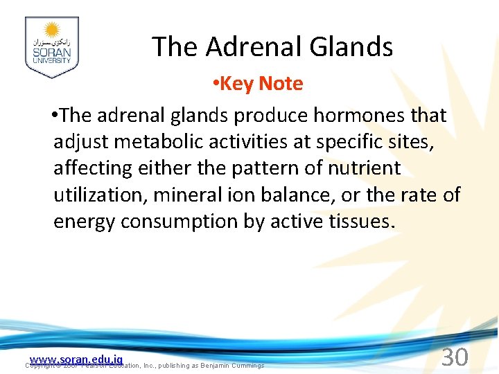 The Adrenal Glands • Key Note • The adrenal glands produce hormones that adjust
