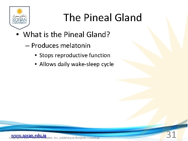 The Pineal Gland • What is the Pineal Gland? – Produces melatonin • Stops