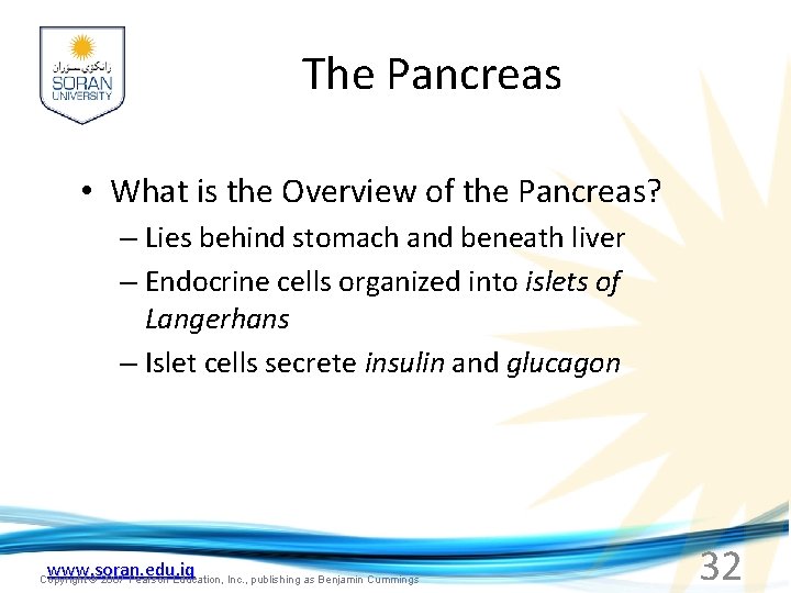 The Pancreas • What is the Overview of the Pancreas? – Lies behind stomach