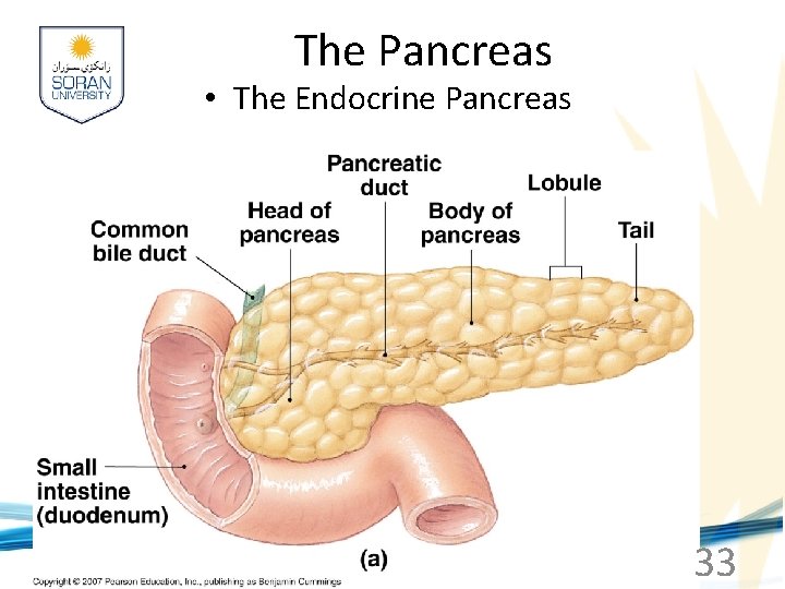 The Pancreas • The Endocrine Pancreas www. soran. edu. iq 33 