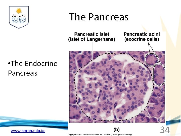 The Pancreas • The Endocrine Pancreas www. soran. edu. iq 34 
